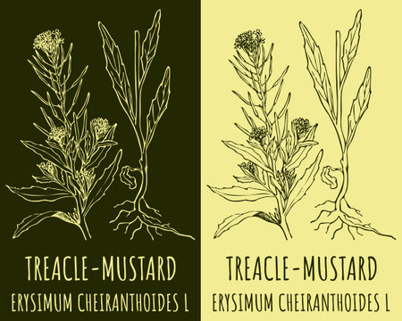 Vector drawing TRACLE-MUSTARD. hand drawn illustration. The Latin name is ERYSIMUM CHEIRANTHOIDES L.のイラスト素材