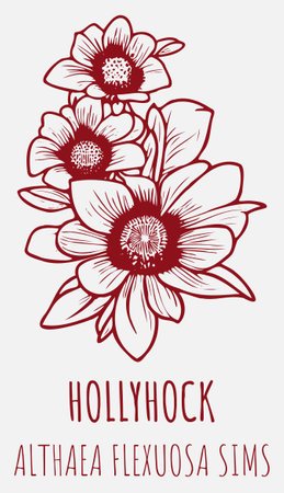 Vector drawings HOLLYHOCK. hand drawn illustration. Latin name ALTHAEA FLEXUOSA.のイラスト素材
