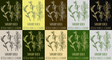 Set of vector drawing SHRUBBY BIRCH in various colors. hand drawn illustration. The Latin name is BETULA HUMILIS SCHRANK.のイラスト素材