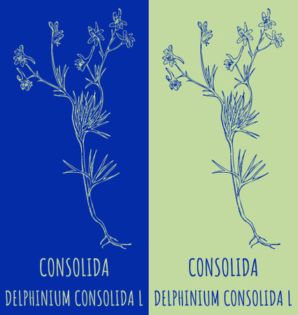 Vector drawing CONSOLIDA. hand drawn illustration. The Latin name is DELPHINIUM CONSOLIDA L.のイラスト素材