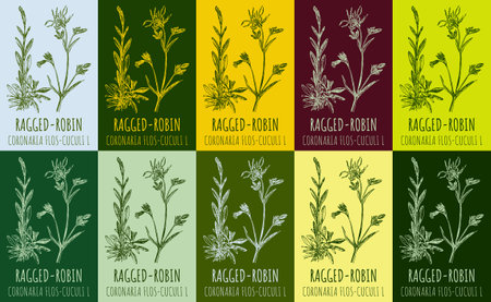 Set of vector drawing RAGGED-ROBIN in various colors. hand drawn illustration. The Latin name is CORONARIA FLOS-CUCULI L.のイラスト素材