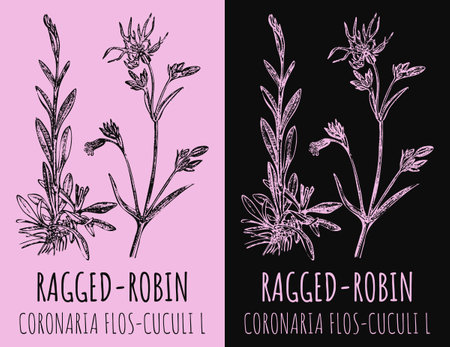 Vector drawing RAGGED-ROBIN. hand drawn illustration. The Latin name is CORONARIA FLOS-CUCULI L.のイラスト素材
