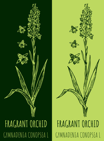 Vector drawing FRAGRANT ORCHID . hand drawn illustration. The Latin name is GYMNADENIA CONOPSEA L.のイラスト素材