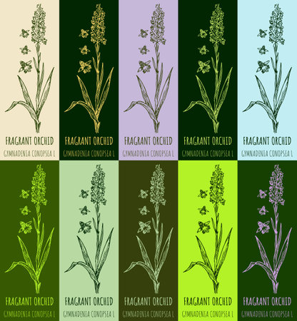 Set of vector drawing FRAGRANT ORCHID in various colors. hand drawn illustration. The Latin name is GYMNADENIA CONOPSEA L.のイラスト素材