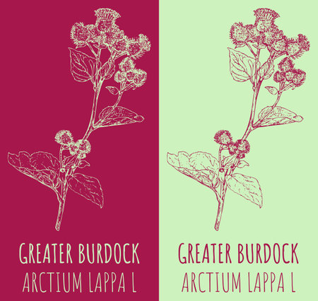 Vector drawing GREATER BURDOCK. hand drawn illustration. The Latin name is ARCTIUM LAPPA L.のイラスト素材