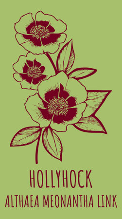 Vector drawings HOLLYHOCK. hand drawn illustration. Latin name ALTHAEA MEONANTHA.のイラスト素材