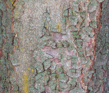 Close-up of chestnut bark. The texture of the trunk of Aesculus hippocastanum L. Background from living wood. skin of the forest nature.の写真素材