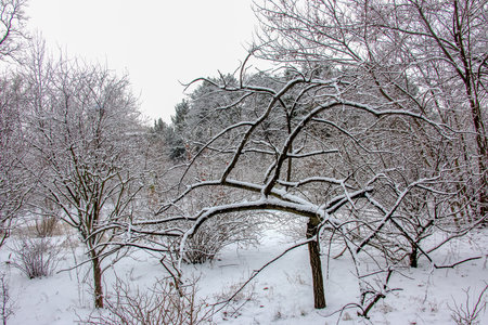 Oak Quercus robur in winter covered with snow in the Botanical Garden in Dnipro, Ukraine.の写真素材