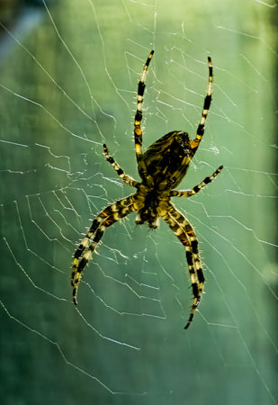 Female Araneus cavaticus on a web. Cross spiders are nocturnal. Blurred green background.の写真素材