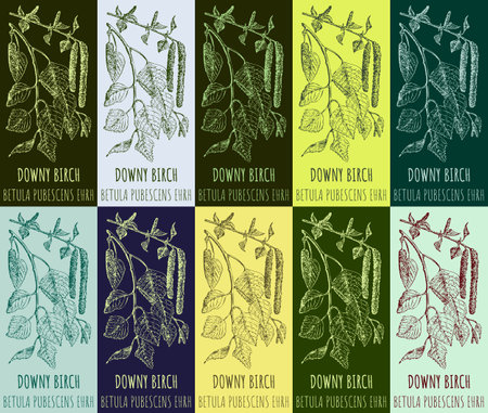 Set of vector drawing DOWNY BIRCH in various colors. Hand drawn illustration. The Latin name is BETULA PUBESCENS EHRH.のイラスト素材