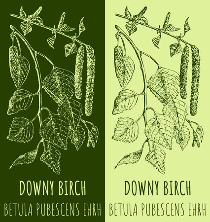 Vector drawing DOWNY BIRCH. hand drawn illustration. The Latin name is BETULA PUBESCENS EHRH.のイラスト素材