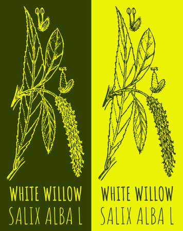 Vector drawing WHITE WILLOW. Hand drawn illustration. The Latin name is SALIX ALBA L.のイラスト素材