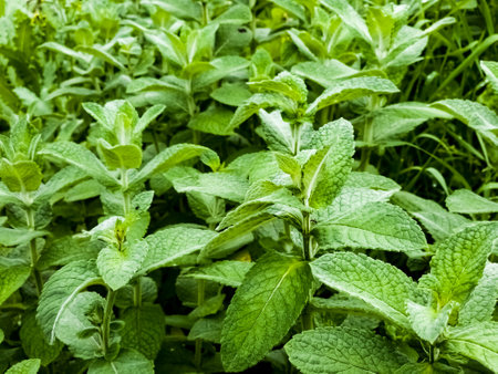 Mint close-up in the garden. Apple mint, or Mentha suaveolens, or downy mint are herbal plants that are rich in health benefits.の写真素材