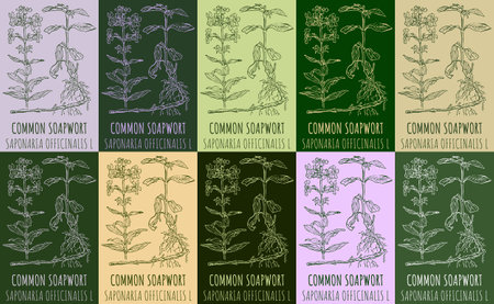 Set of vector drawing COMMON SOAPWORT in various colors. Hand drawn illustration. The Latin name is SAPONARIA OFFICINALIS L.のイラスト素材