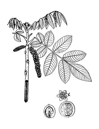 Drawing PERSIAN WALNUT. hand drawn illustration. The Latin name is JUGLANS REGIA L.の写真素材
