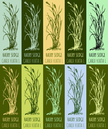 Set of vector drawing HAIRY SEDGE in various colors. Hand drawn illustration. The Latin name is CAREX HIRTA L.のイラスト素材