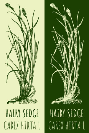 Vector drawing HAIRY SEDGE. hand drawn illustration. The Latin name is CAREX HIRTA L.のイラスト素材