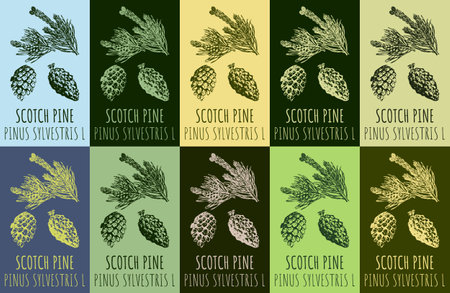 Set of vector drawing SCOTCH PINE in various colors. hand drawn illustration. The Latin name is PINUS SYLVESTRIS L.のイラスト素材