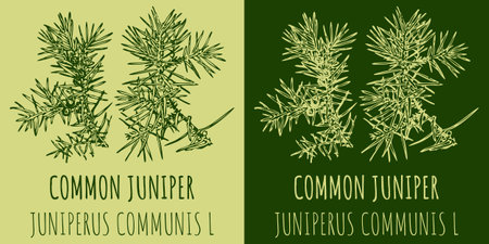 Vector drawings COMMON JUNIPER. Hand drawn illustration. Latin name JUNIPERUS COMMUNIS L.のイラスト素材