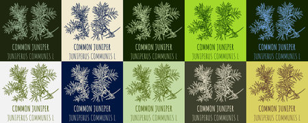 Set of vector drawing of COMMON JUNIPER in various colors. hand drawn illustration. Latin name JUNIPERUS COMMUNIS L.のイラスト素材