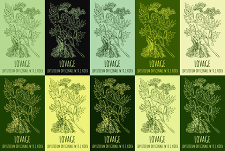 Set of vector drawing of LOVAGE in various colors. hand drawn illustration. Latin name LEVISTICUM OFFICINALE WDJKOCH.のイラスト素材