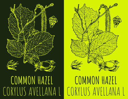 Vector drawings COMMON HAZEL. Hand drawn illustration. Latin name CORYLUS AVELLANA L.のイラスト素材