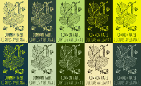 Set of vector drawing of COMMON HAZEL in various colors. Hand drawn illustration. Latin name CORYLUS AVELLANA L.のイラスト素材