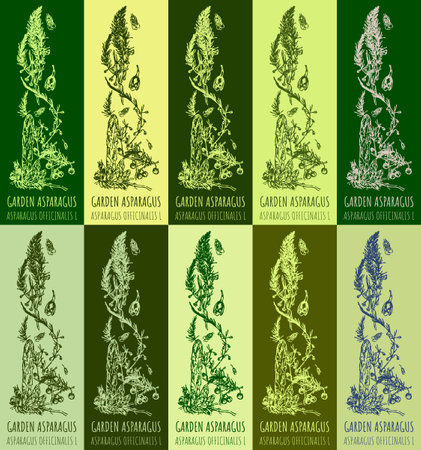 Set of vector drawing of GARDEN ASPARAGUS in various colors. hand drawn illustration. Latin name ASPARAGUS OFFICINALIS L.のイラスト素材