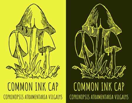 Vector drawings COMMON INK CAP. Hand drawn illustration. Latin name COPRINOPSIS ATRAMENTARIA.のイラスト素材