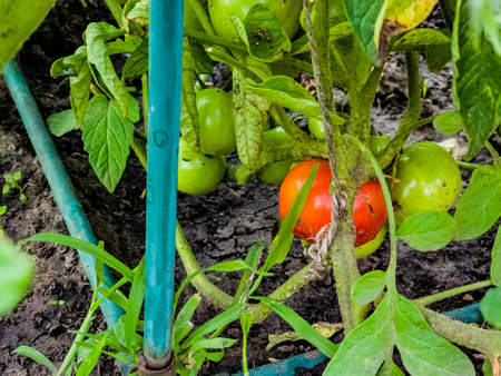 Green organic tomatoes on vine, tomatoes growing on the fieldの写真素材