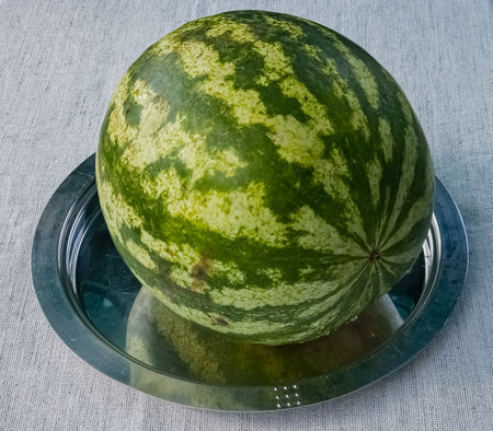 Green striped whole watermelon on a tray on a table covered with burlap.の写真素材