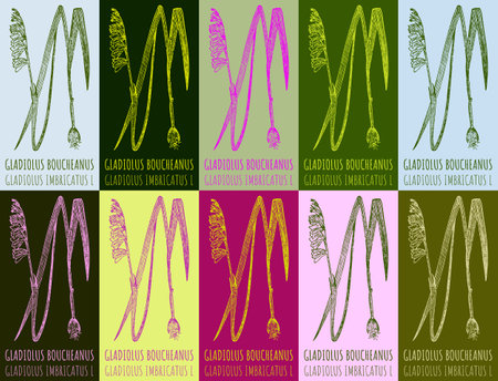 Set of vector drawing of GLADIOLUS BOUCHEANUS in various colors. Hand drawn illustration. Latin name GLADIOLUS IMBRICATUS L.のイラスト素材