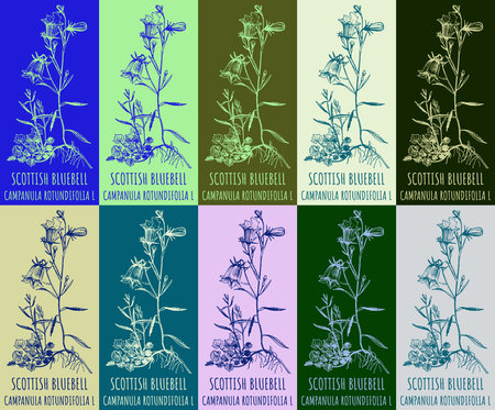 Set of vector drawing of SCOTTISH BLUEBELL in various colors. Hand drawn illustration. Latin name CAMPANULA ROTUNDIFOLIA L.のイラスト素材