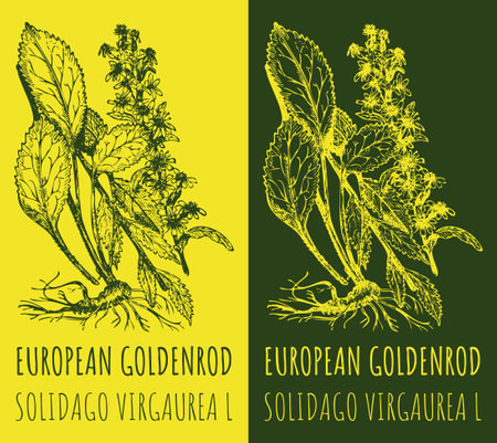 Vector drawings EUROPEAN GOLDENROD. Hand drawn illustration. Latin name SOLIDAGO VIRGAUREA L.のイラスト素材