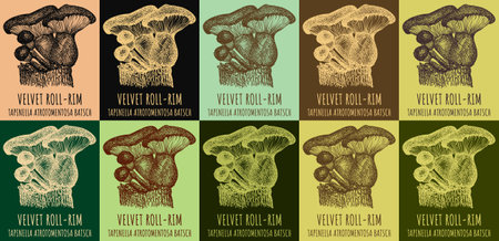 Set of vector drawing of VELVET ROLL-RIM in various colors. Hand drawn illustration. Latin name TAPINELLA ATROTOMENTOSA BATSCH.のイラスト素材