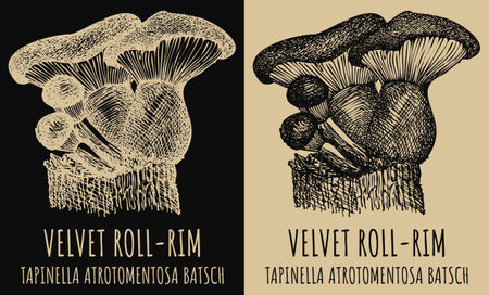 Vector drawings VELVET ROLL-RIM. Hand drawn illustration. Latin name TAPINELLA ATROTOMENTOSA BATSCH.のイラスト素材