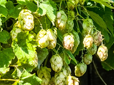 Ripening in autumn of fresh green hop cones on a branch. Used for making beer, bread, in medicine, pharmacology, close-upの写真素材