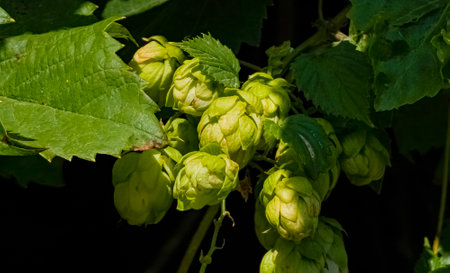 Ripening in autumn of fresh green hop cones on a branch. Used for making beer, bread, in medicine,...