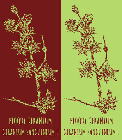 Vector drawings BLOODY GERANIUM. Hand drawn illustration. Latin name GERANIUM SANGUINEUM L.のイラスト素材