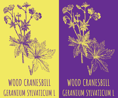 Vector drawings WOOD CRANESBILL. Hand drawn illustration. Latin name GERANIUM SYLVATICUM L.のイラスト素材