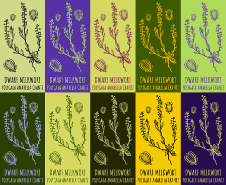 Set of vector drawing of DWARF MILKWORT in various colors. Hand drawn illustration. Latin name POLYGALA AMARELLA CRANTZ.のイラスト素材