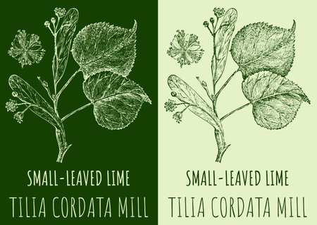 Vector drawings SMALL-LEAVED LIME. Hand drawn illustration. Latin name TILIA CORDATA MILL.のイラスト素材
