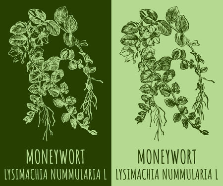 Vector drawings MONEYWORTH. Hand drawn illustration. Latin name LYSIMACHIA NUMMULARIA L.のイラスト素材