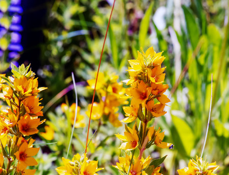 Flowering in a summer garden loosestrife - yellow flowers close-up horizontally. Primulaceae Family....