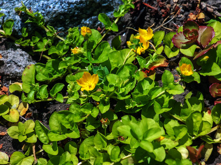 Beautiful yellow flowers, Lysimachia nummularia, golden creeping blooming in the garden.の写真素材