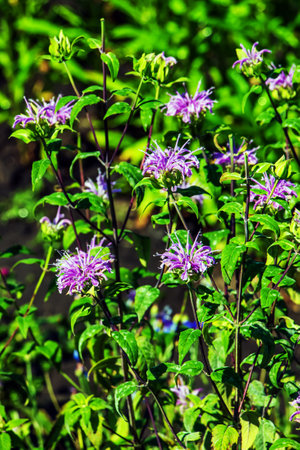 Wild bergamot Monarda fistulosa is a wildflower in the mint family Lamiaceae, widespread and abundant as a native plant in much of North America.の写真素材