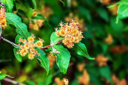 ?lose-up of wilted flowers of linnea amabilis or beauty bush with green hairy seed pods