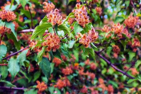 ?lose-up of wilted flowers of linnea amabilis or beauty bush with green hairy seed podsの写真素材