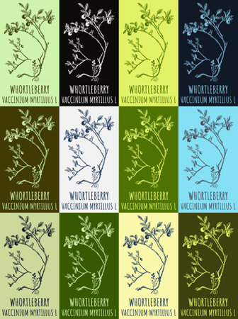Set of vector drawing of WHORTLEBERRY in various colors. Hand drawn illustration. Latin name VACCINIUM MYRTILLUS L.のイラスト素材