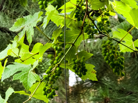 Unripe grapes grow on the bushes. Bunches of wine grapes are filled with juice.の写真素材